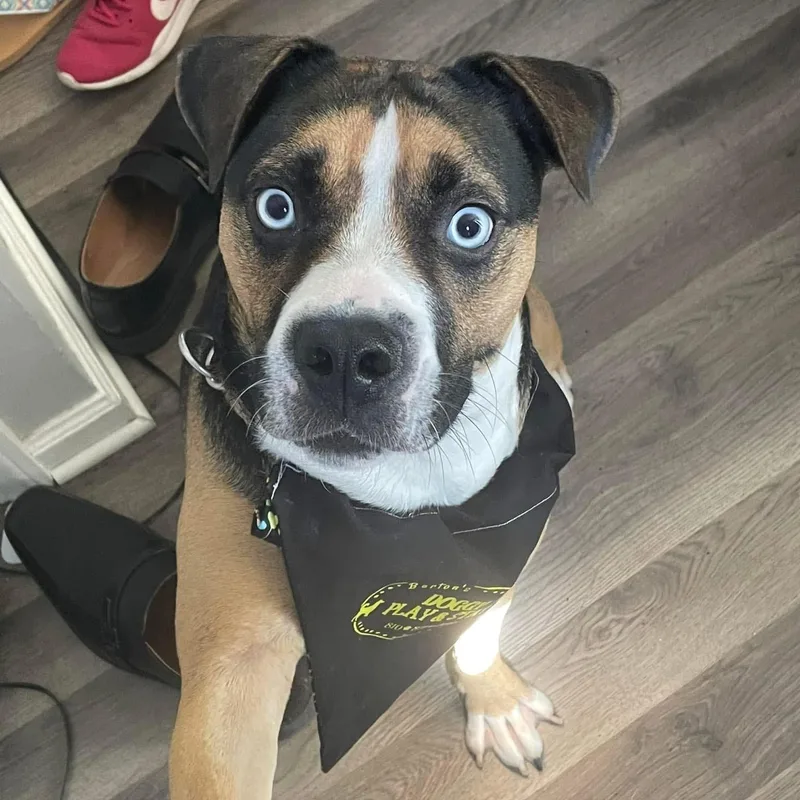 Obi Courtesy Listing