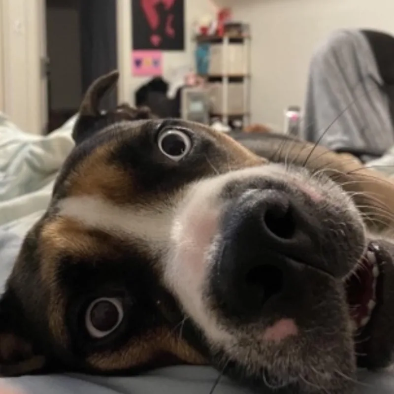 Obi Courtesy Listing thumbnail 3