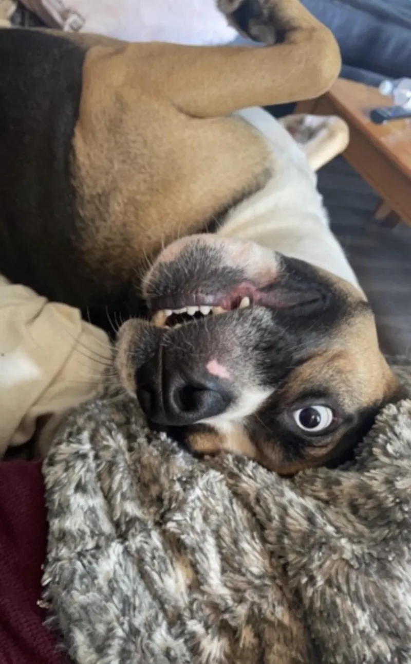 Obi Courtesy Listing thumbnail 4