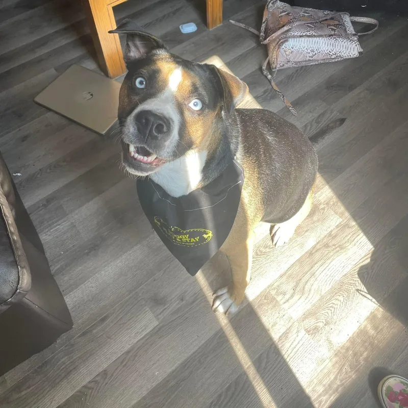 Obi Courtesy Listing thumbnail 5