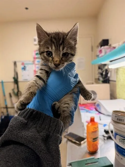 A baby small-sized male Domestic Short Hair cat named Jacob for adoption in Riverside, CA