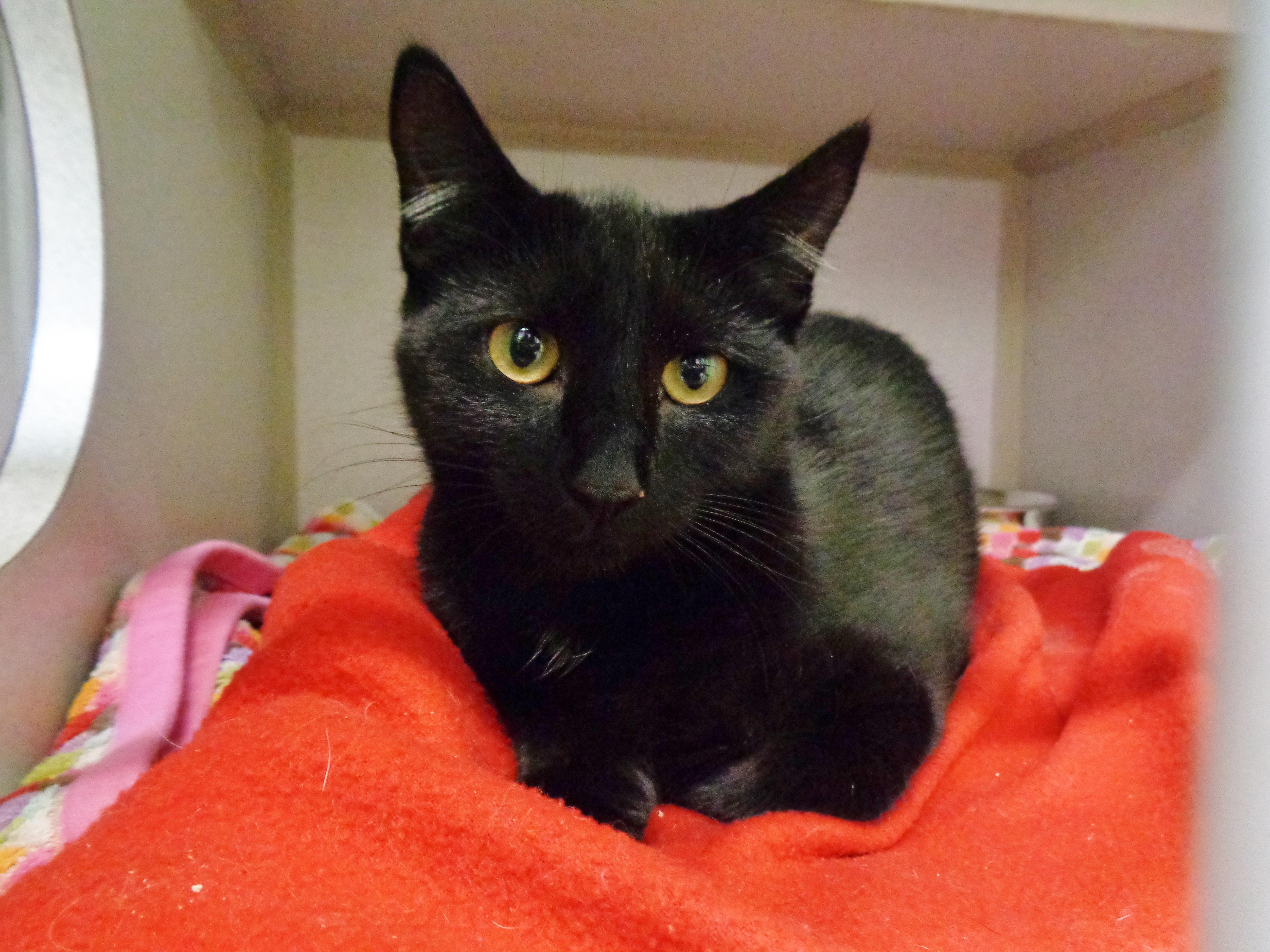 A baby small-sized female Black Domestic Short Hair cat named Ruby for adoption in Delhi, NY