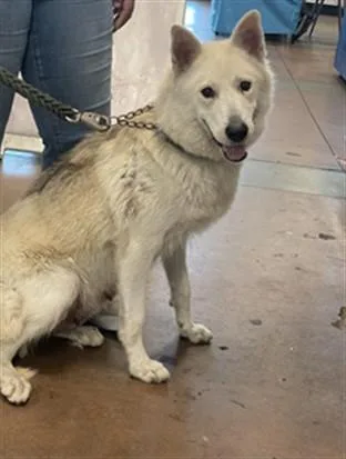 A young medium-sized female German Shepherd Dog dog named Guerra for adoption in Van Nuys, CA