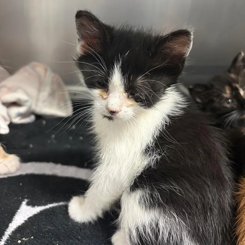 A baby small-sized male Black Domestic Short Hair cat named Bravo for adoption in Columbus, GA