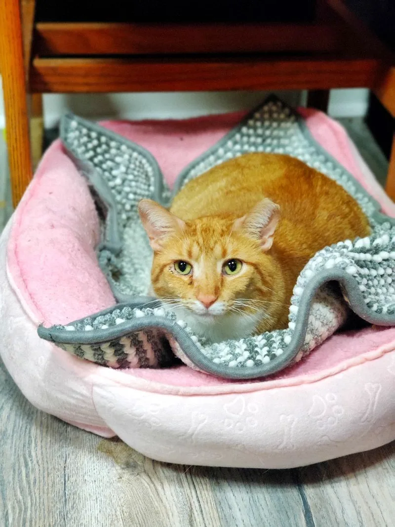 Garfield thumbnail 2