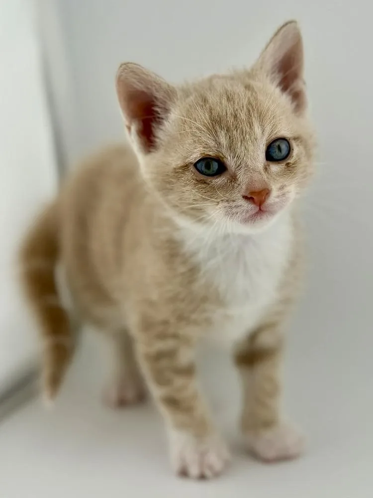 Clover