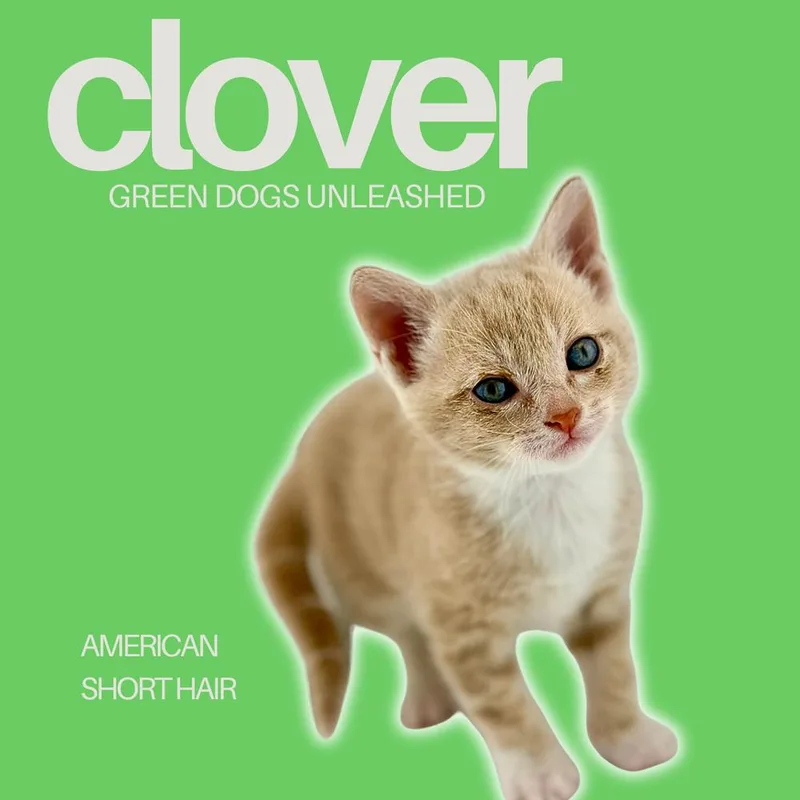 Clover thumbnail 3