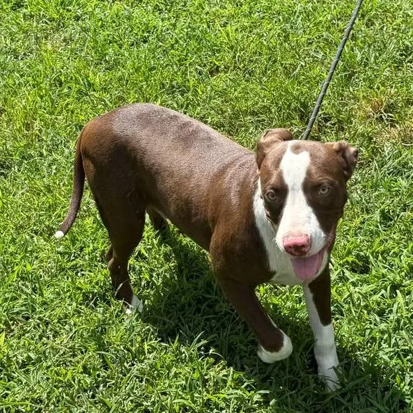 A young medium-sized male American Bully dog named Rusty for adoption in Spring, TX