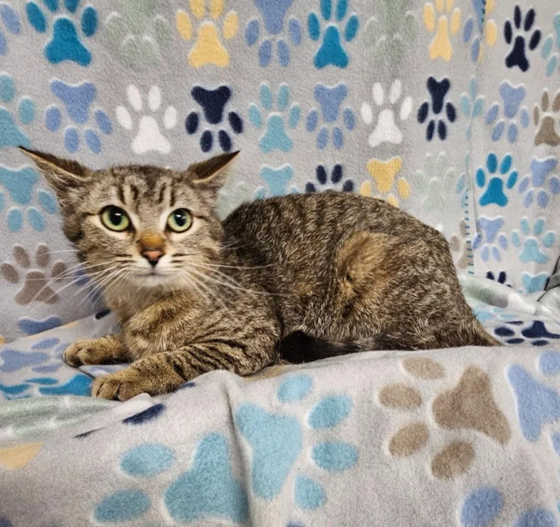 A young medium-sized female Domestic Short Hair cat named Alex for adoption in Wabash, IN