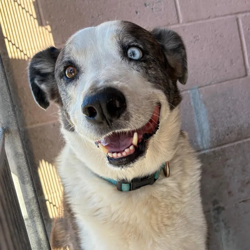 An adult large-sized male Border Collie dog named Randy for adoption in Yuma, AZ