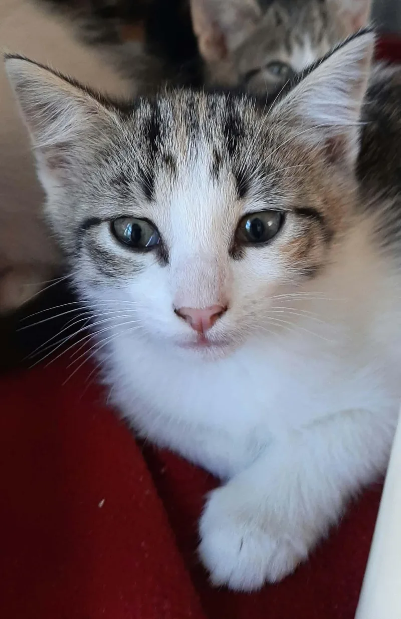 A baby medium-sized male Ragdoll cat named Hawk for adoption in Georgetown, OH