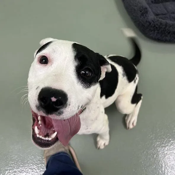 Gooberella thumbnail 2