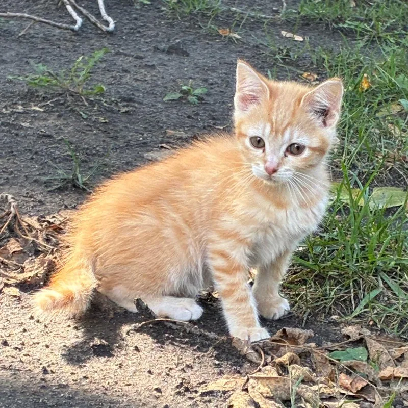 A baby small-sized female Orange / Red Domestic Short Hair cat named Found Viola Rd NE for adoption in Rochester, MN
