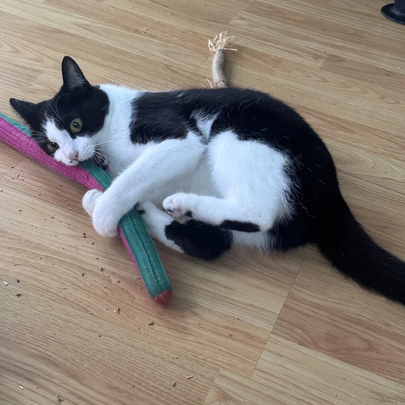 A young medium-sized female Black & White / Tuxedo Domestic Short Hair cat named Lady for adoption in Buffalo, NY
