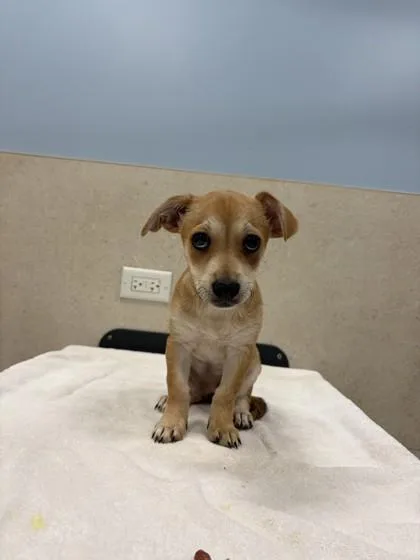 A baby small-sized female Terrier dog named Claire for adoption in Honolulu, HI