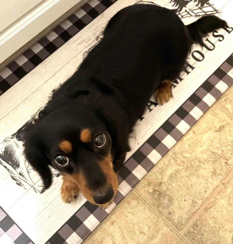 Roxie in TN thumbnail 2