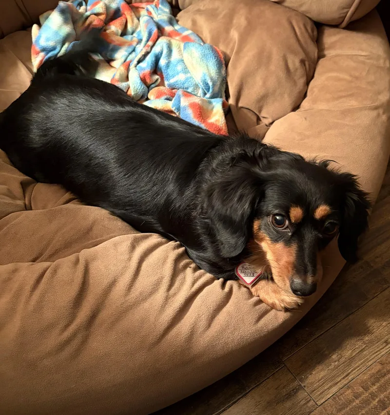 Roxie in TN thumbnail 4