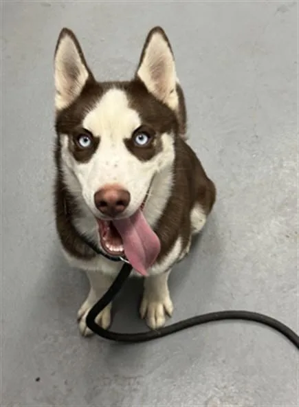 A baby small-sized female Husky dog named Rupert for adoption in Peoria, IL