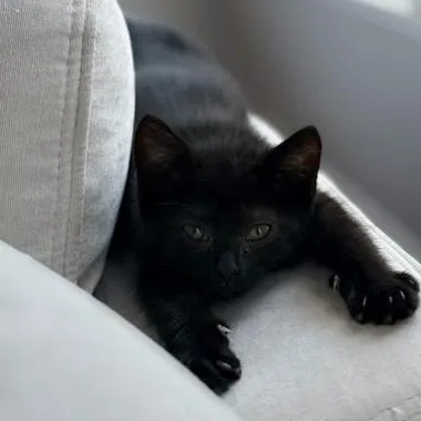 A baby small-sized female Black American Shorthair cat named Cora Months for adoption in Bristow, VA