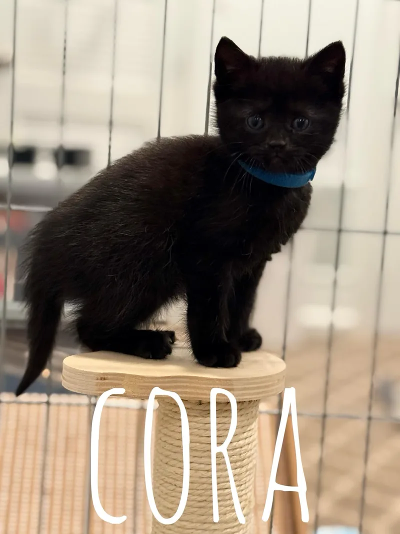 Cora   Months thumbnail 4