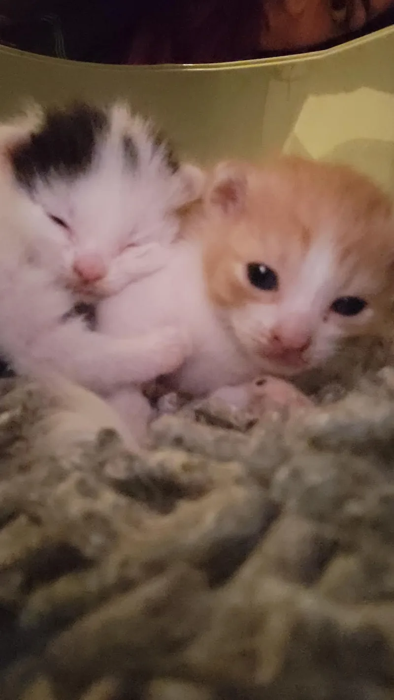 A baby medium-sized male Orange & White Domestic Short Hair cat named Nutter Butter for adoption in North Haledon, NJ