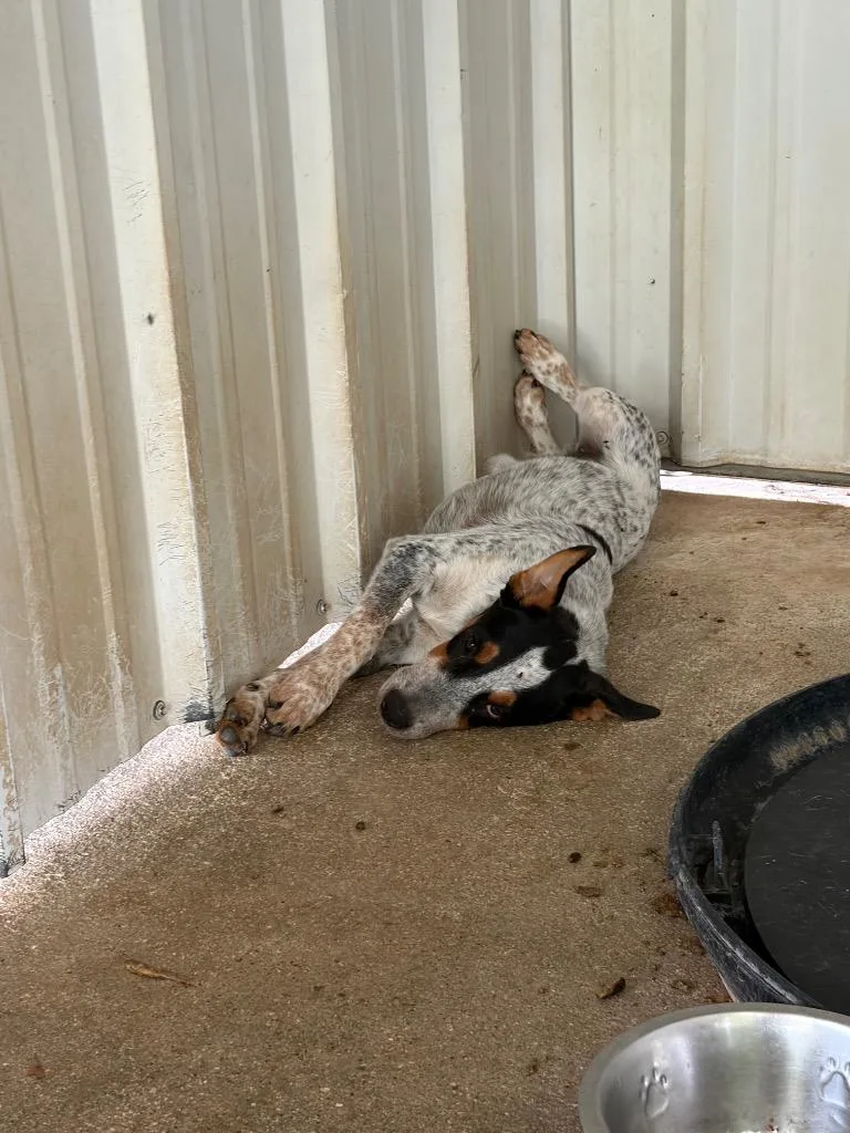 A baby medium-sized male Australian Cattle Dog / Blue Heeler dog named Gentry for adoption in Ada, OK