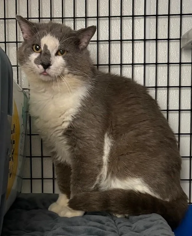 An adult medium-sized male Gray / Blue / Silver Domestic Medium Hair cat named Flintstone for adoption in Katy, TX