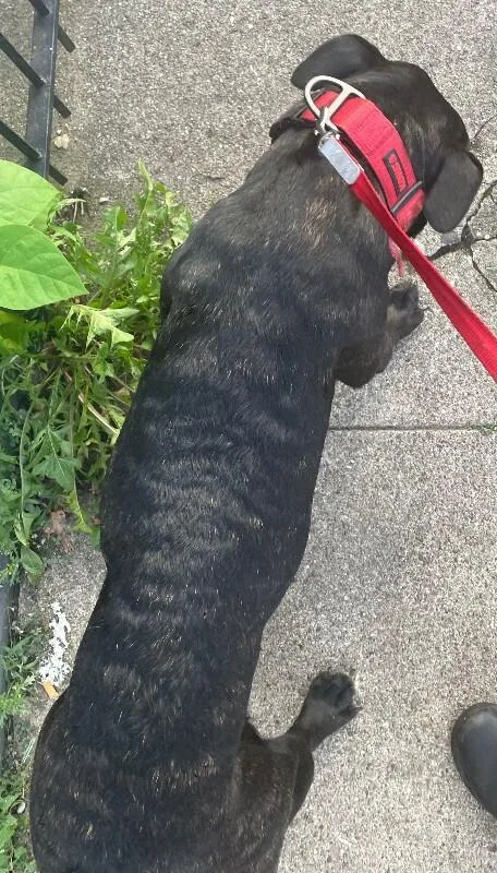 An adult medium-sized female Brindle Mixed Breed dog named Tora for adoption in Cincinnati, OH
