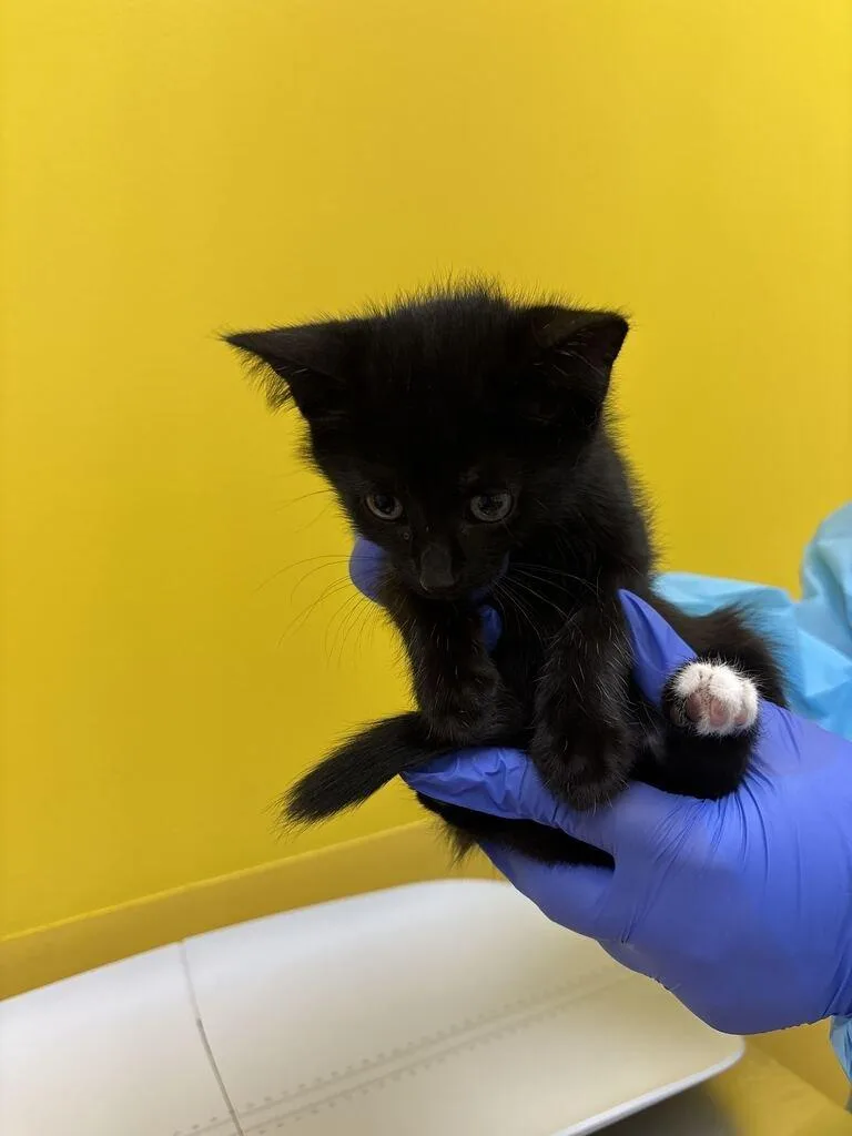 A baby small-sized male Black Domestic Short Hair cat named Yeti for adoption in Raleigh, NC