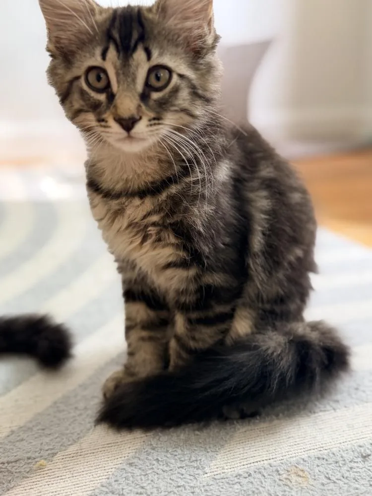 A baby small-sized female Gray / Blue / Silver Domestic Long Hair cat named Cassi for adoption in Duxbury, MA