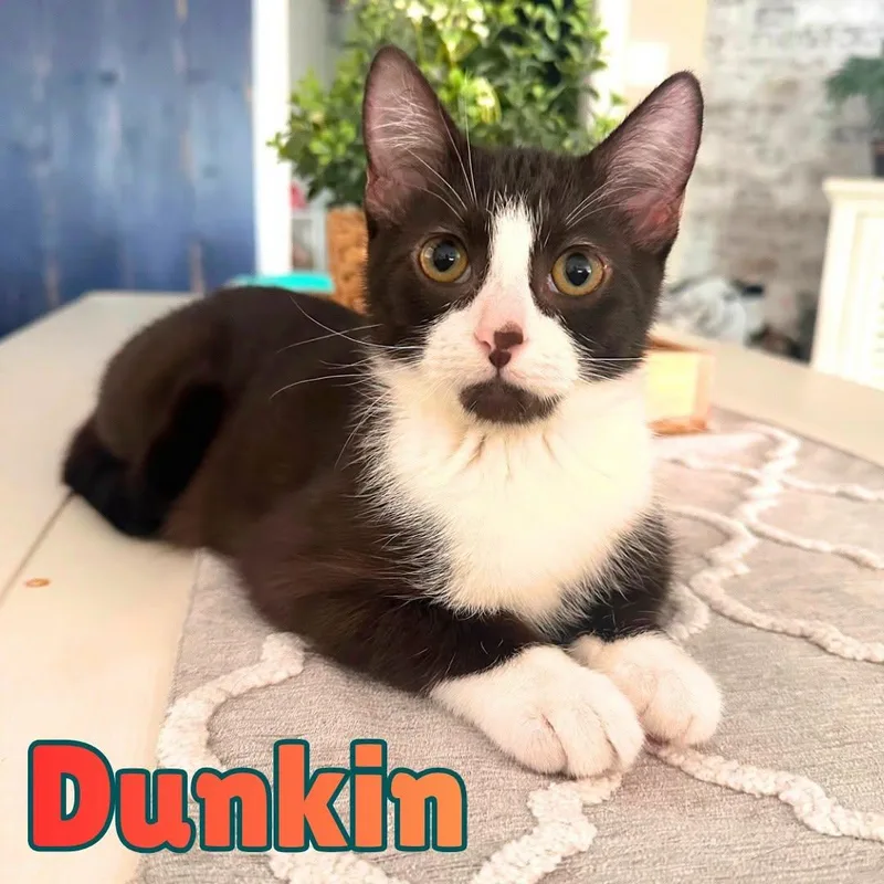 A baby medium-sized male Brown / Chocolate Domestic Short Hair cat named Dunkin Chocolate Tuxedo for adoption in Riverview, FL