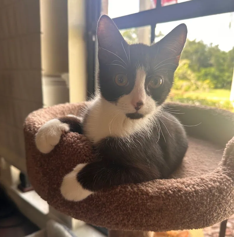 Dunkin Chocolate Tuxedo thumbnail 3