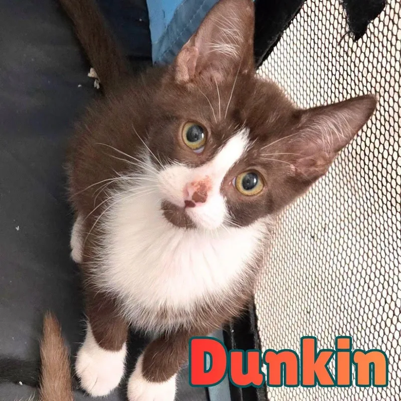 Dunkin Chocolate Tuxedo thumbnail 4