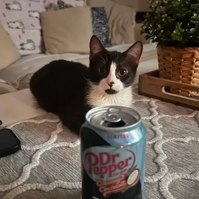 Dunkin Chocolate Tuxedo thumbnail 5