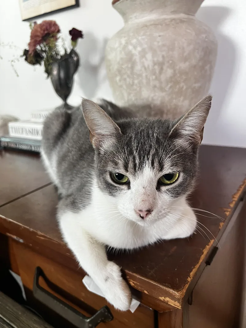 A young large-sized female Tabby (Gray / Blue / Silver) Domestic Short Hair cat named Ophie for adoption in Pacific Palisades, CA