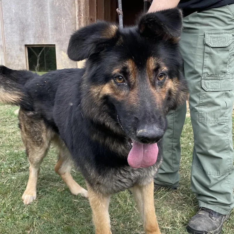 An adult medium-sized male Brown / Chocolate Mixed Breed dog named Mycroft for adoption in Chattanooga, TN