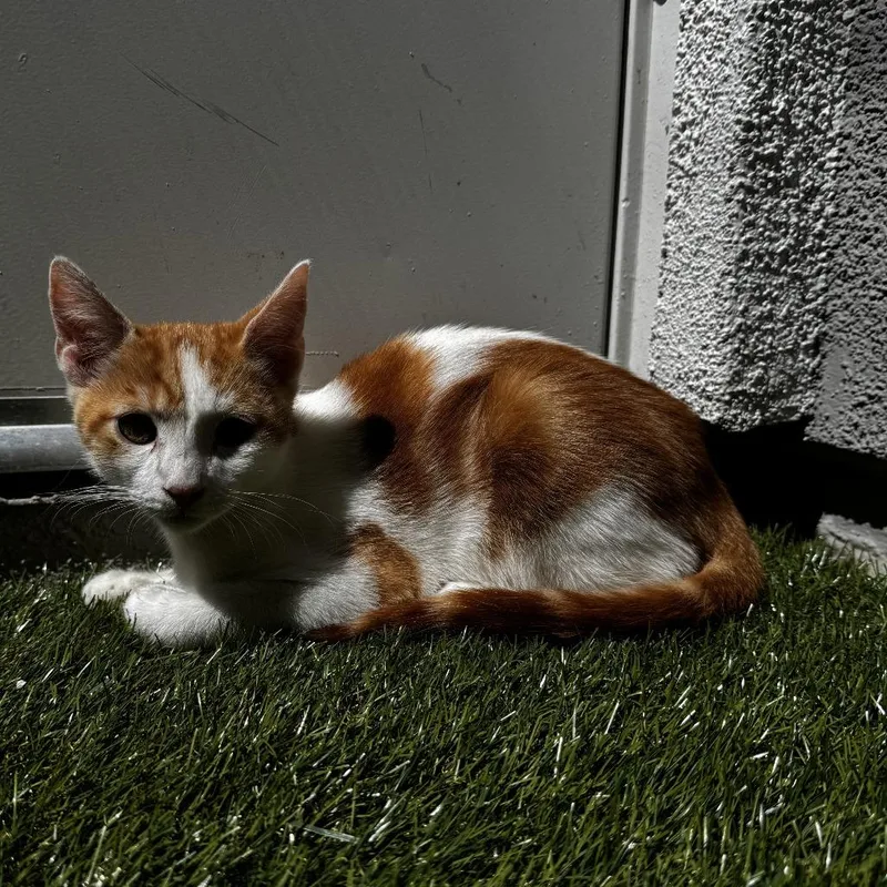 A baby small-sized male Orange / Red Domestic Short Hair cat named Andy for adoption in Pleasanton, CA