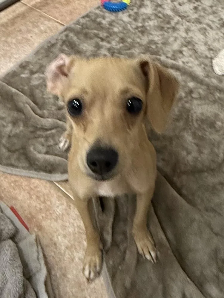 An adult small-sized female Dachshund dog named The Doxies : Dolly for adoption in Osgood, IN