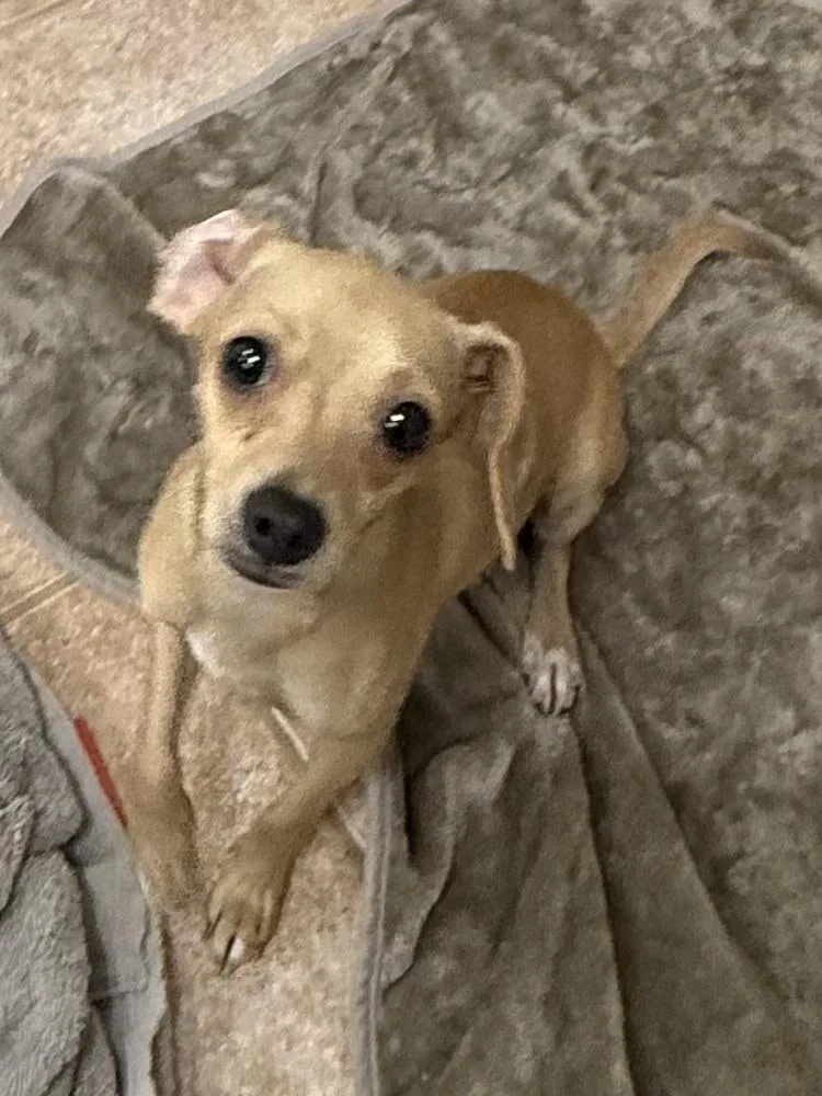The Doxies : Dolly thumbnail 2