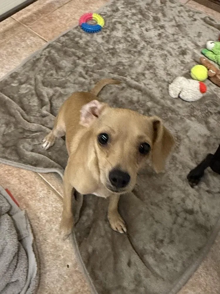 The Doxies : Dolly thumbnail 3
