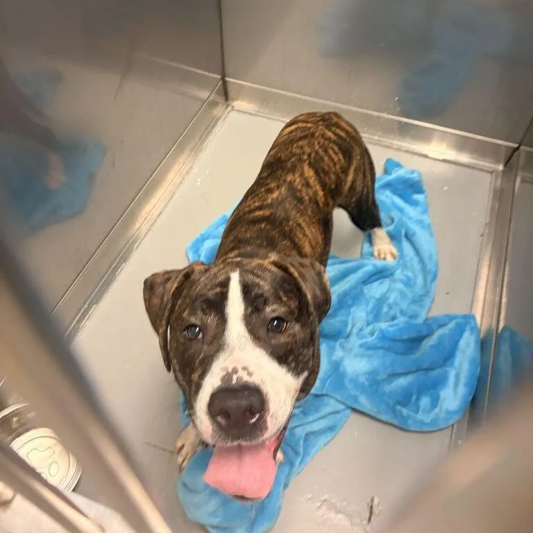 A young large-sized male Black Mixed Breed dog named Oh yeah dog for adoption in Davenport, IA