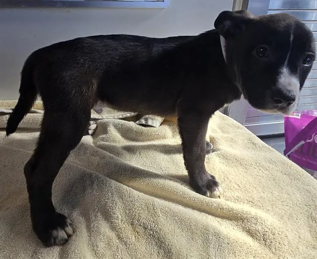 A baby small-sized male Husky dog named Ed for adoption in Lancaster, CA