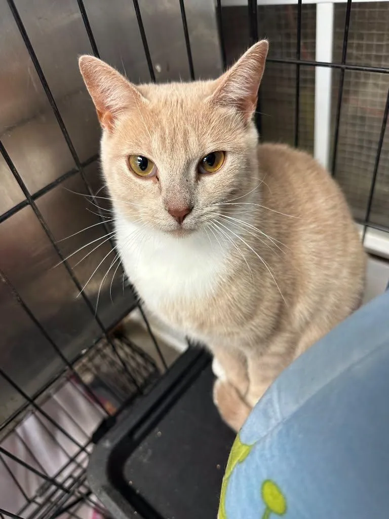 An adult medium-sized female Orange & White Domestic Short Hair cat named Tatianya for adoption in Columbia, SC