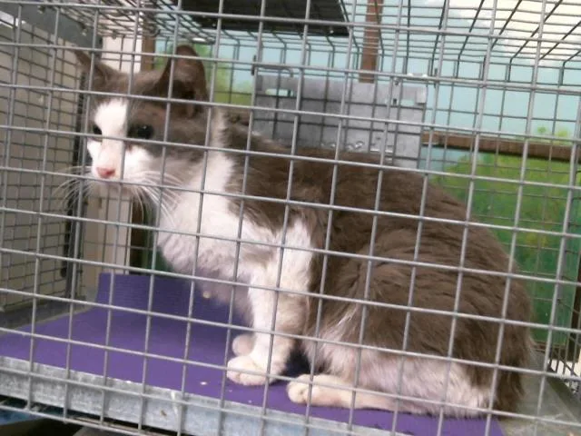 A young medium-sized female Domestic Short Hair cat named Marie for adoption in Houston, TX