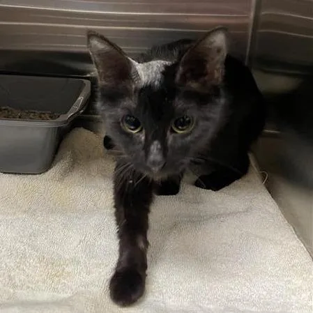 An adult medium-sized female Black Domestic Short Hair cat named Galleta for adoption in Tempe, AZ