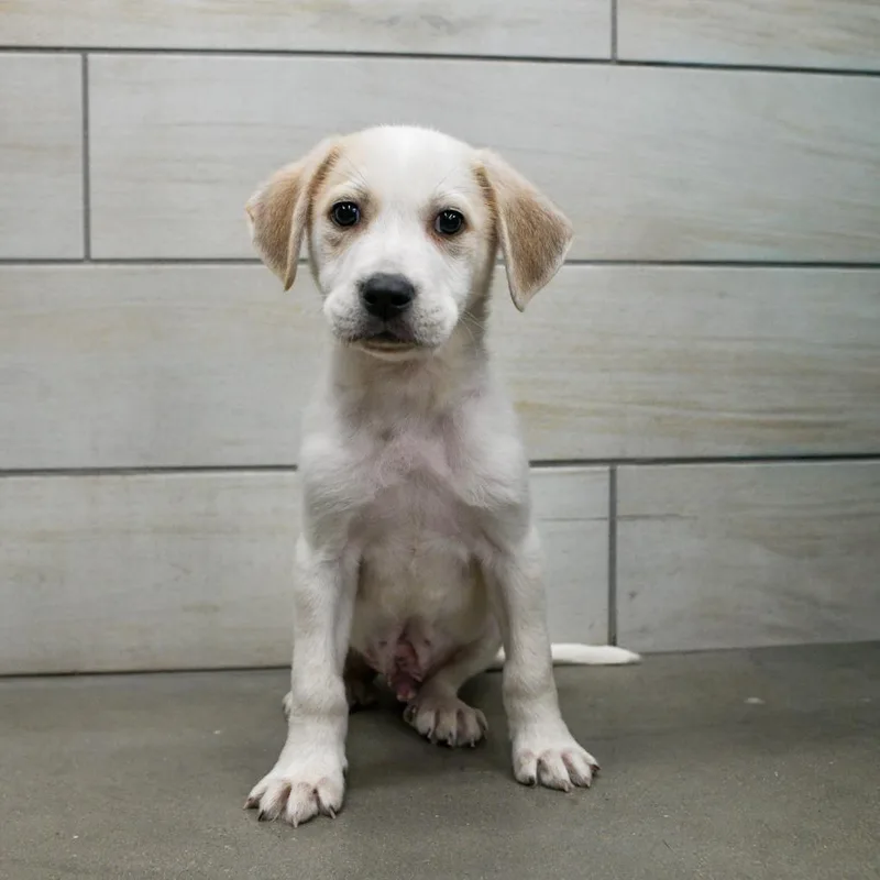 A baby small-sized male White / Cream Mixed Breed dog named Ham for adoption in West Jordan, UT