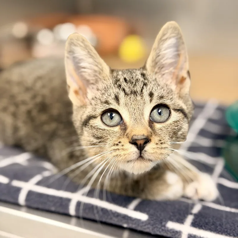 A baby medium-sized male Tabby (Brown / Chocolate) Domestic Short Hair cat named Sky for adoption in Manahawkin, NJ