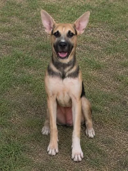 A young medium-sized male Brown / Chocolate German Shepherd Dog dog named Kane for adoption in Inverness, FL
