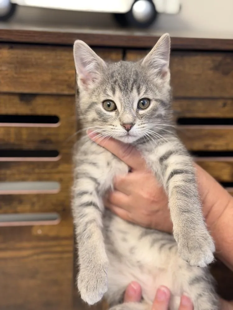 A baby small-sized male Domestic Short Hair cat named Tedesco for adoption in Wheaton, IL