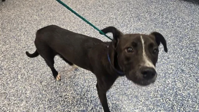 A young small-sized male Pit Bull Terrier dog named Freddy for adoption in Thousand Palms, CA